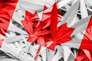 Canada Weed-Dispensary-canadadeliveries